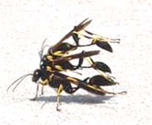 Sceliphron caementarium